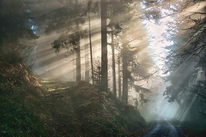 Whimsical Woods