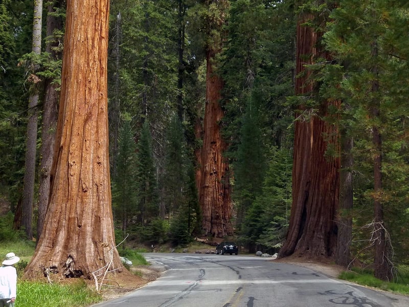 Sequoia National Park, USA
