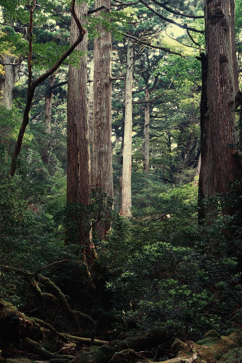 Yakushima, Japan